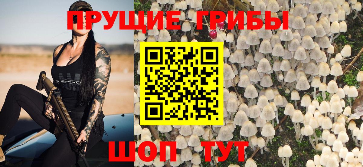 Камышлов  Псилоцибиновые грибы Psilocybe  Вход с VPN 